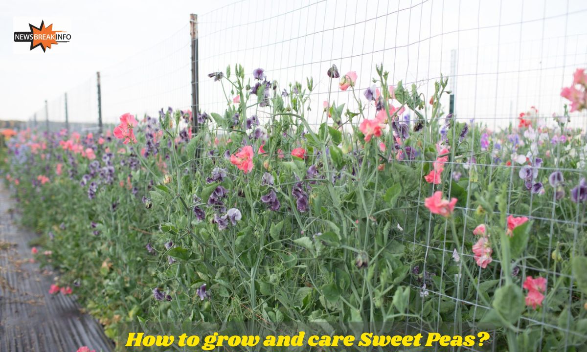 How to grow and care Sweet Peas: Guide for Beginners