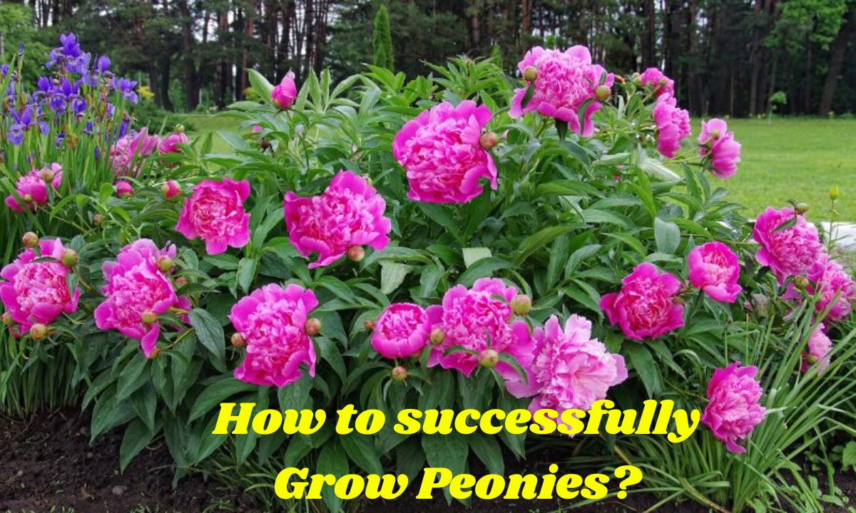 How to successfully Grow Peonies? A Comprehensive Guide