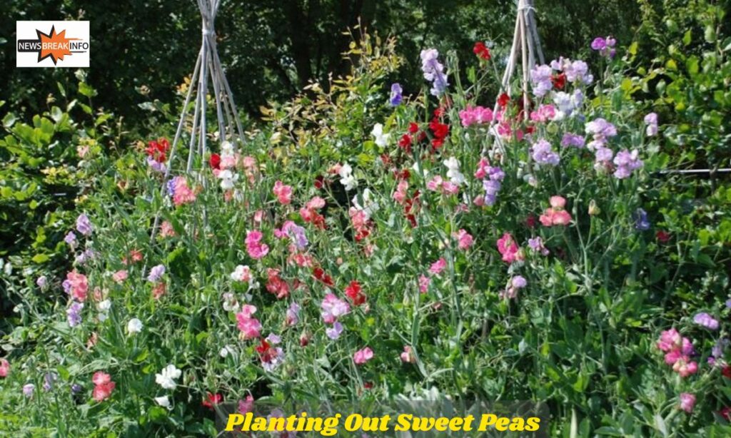 Planting Out Sweet Peas: Garden Preparation