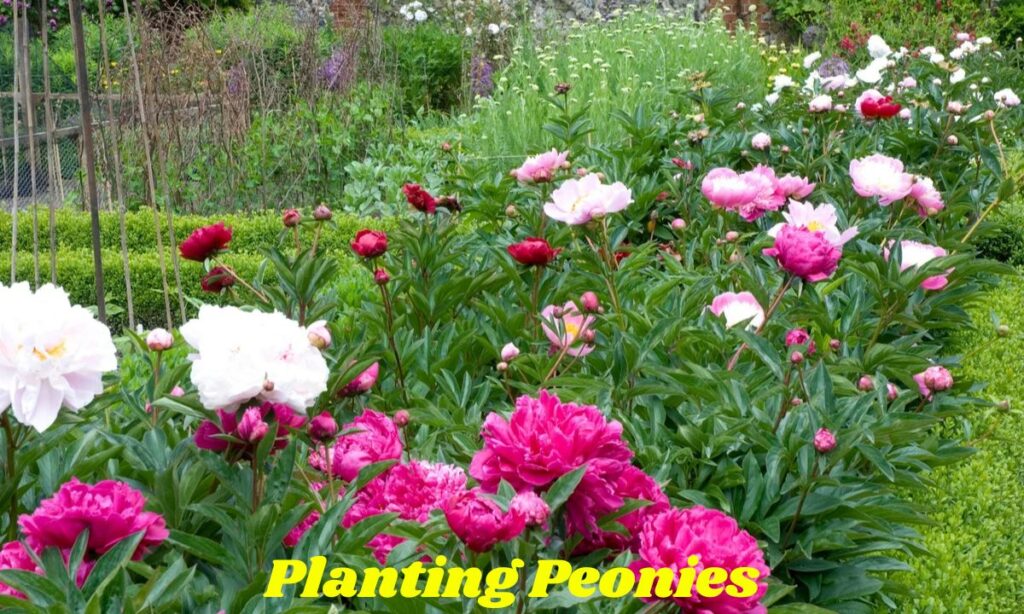 Planting Peonies