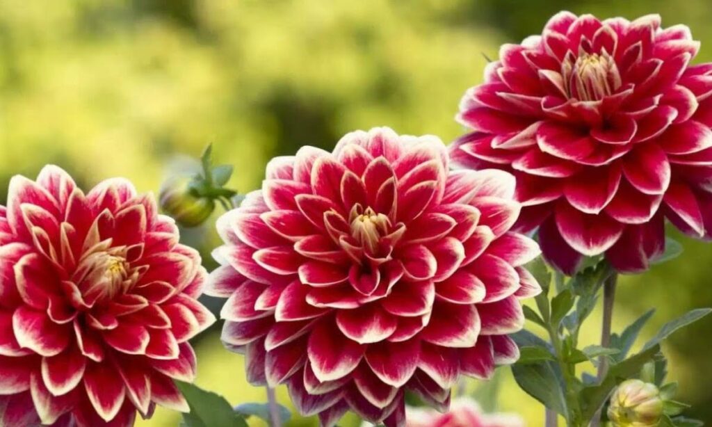 Popular Genus Types of Dahlias Flowers