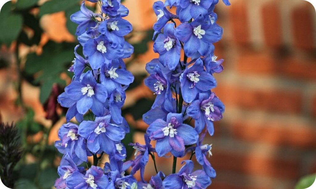 Popular Larkspur Varieties