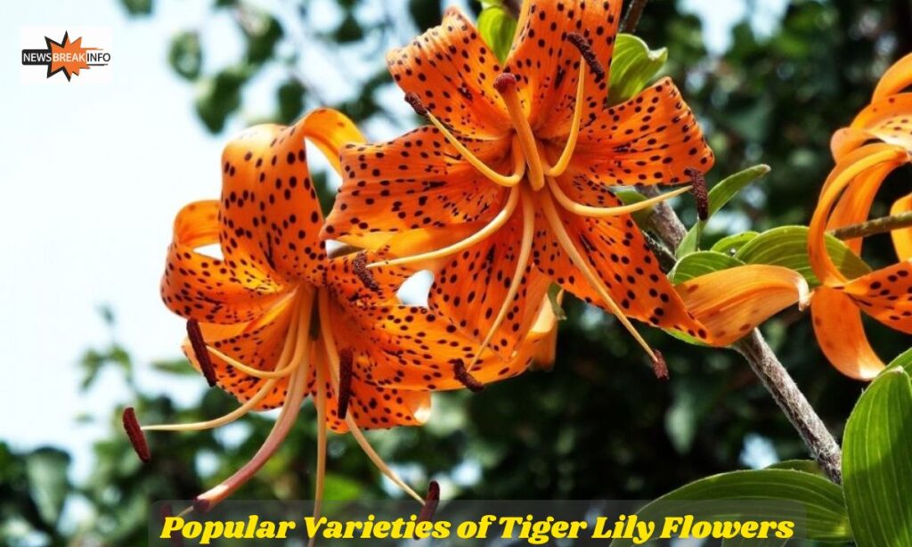 Popular Varieties of Tiger Lily Flowers