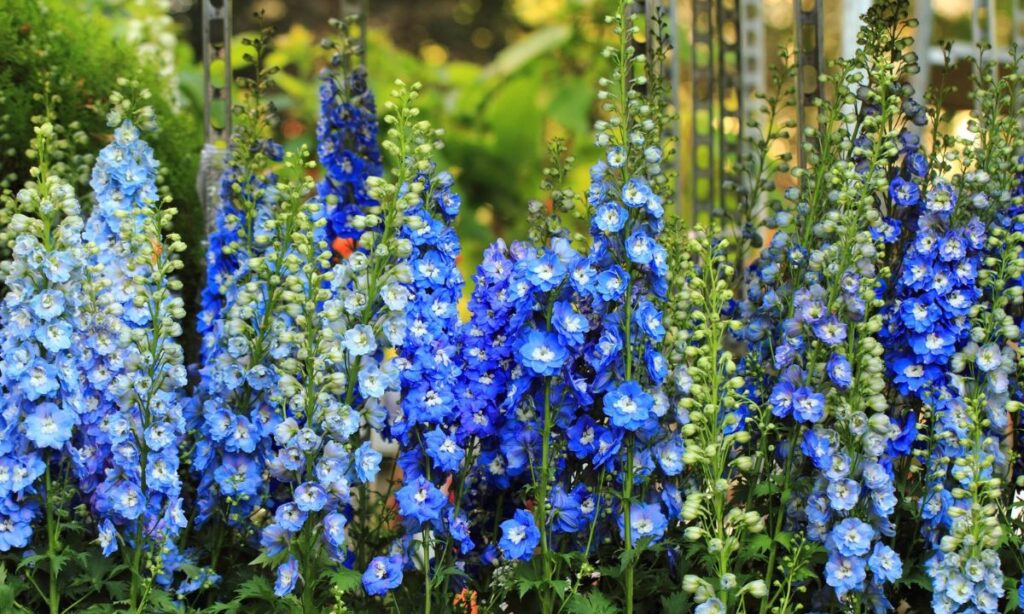 Potting and Repotting Larkspur