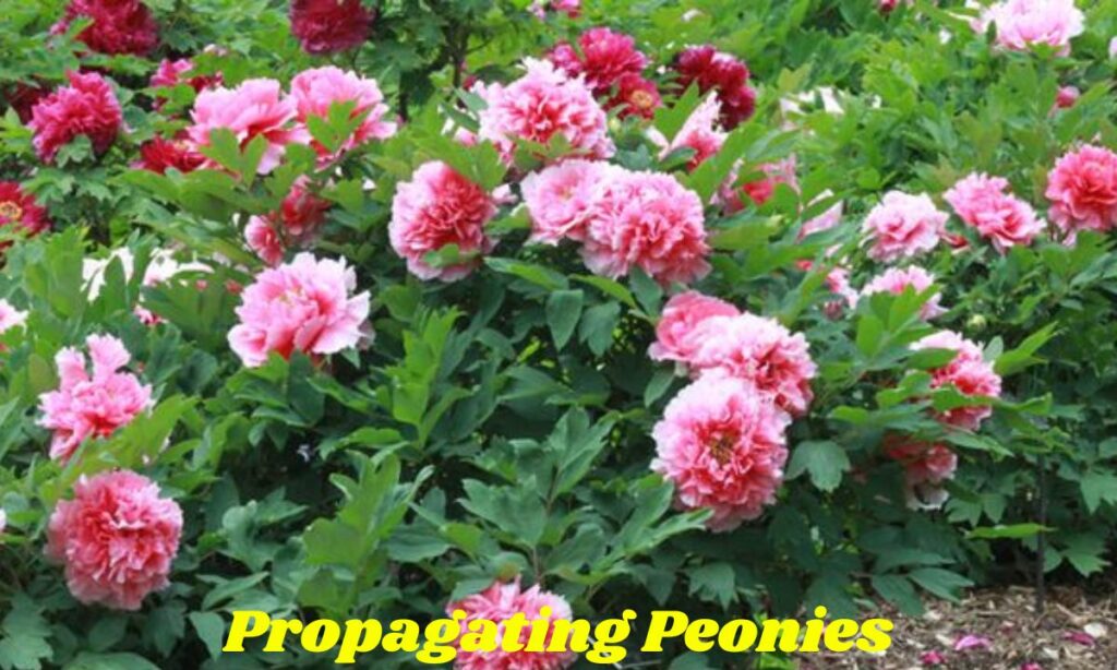 Propagating Peonies