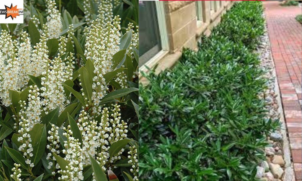 Pruning and Deadheading Cherry Laurel (Otto Luyken)