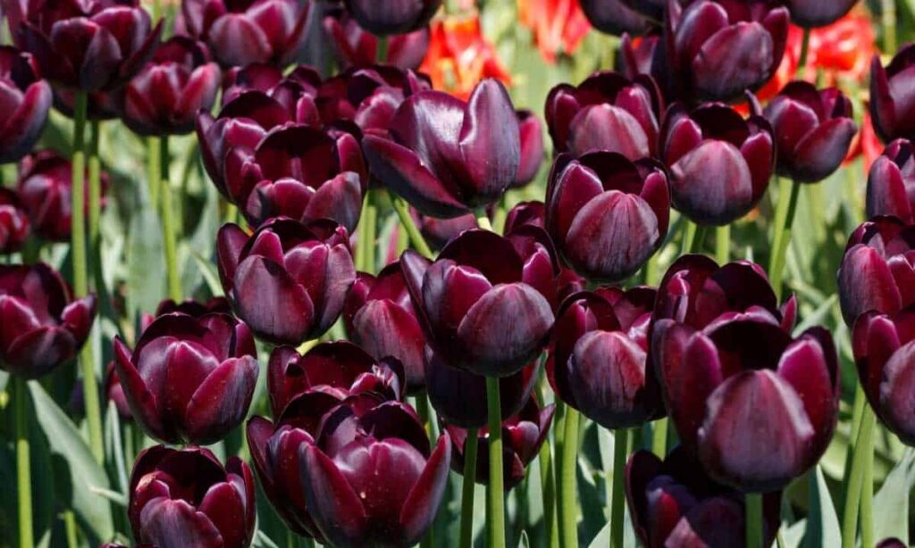 Queen of the Night Tulip Companion Plants