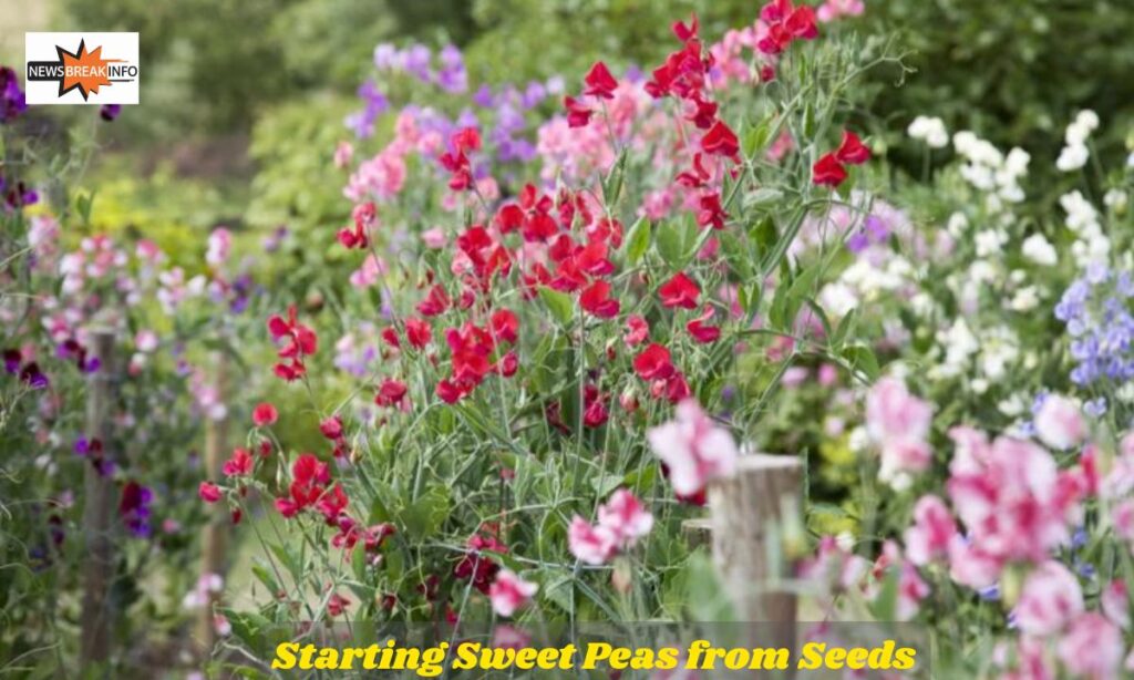 Starting Sweet Peas from Seeds: The Basics