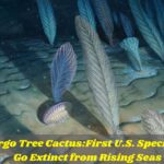 The Key Largo Tree Cactus:First U.S. Species to Go Extinct from Rising Seas