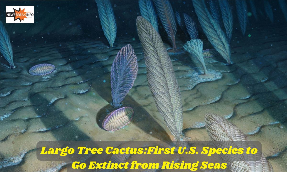 The Key Largo Tree Cactus:First U.S. Species to Go Extinct from Rising Seas