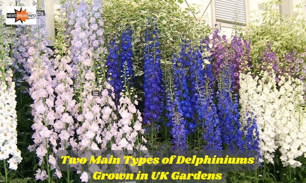 Two Main Types of Delphiniums Grown in UK Gardens