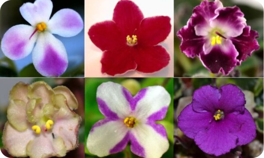 Types of Violet Flowers