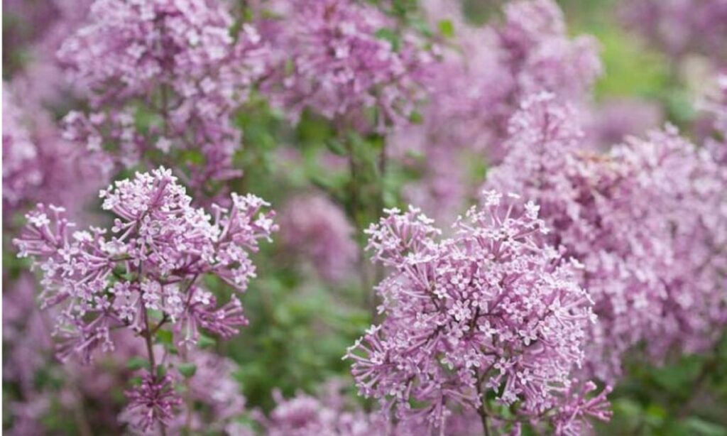 When and Where to Plant Bloomerang Lilac