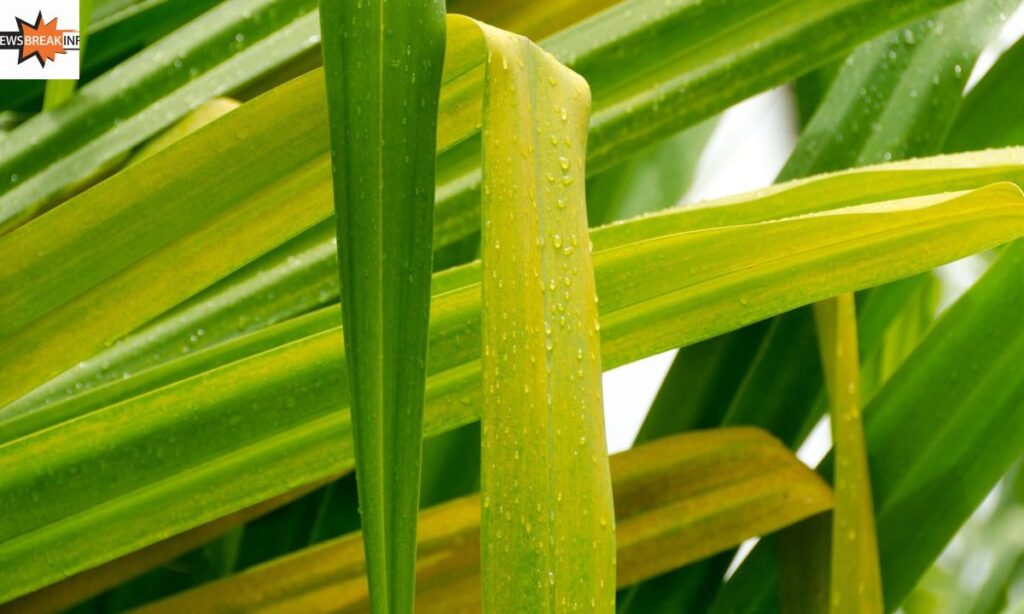 Why Are My Yucca Leaves Turning Yellow