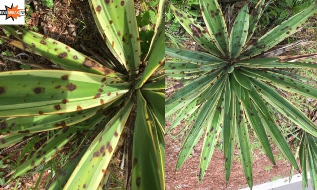 Why Are the Causes of Yucca Brown Leaves