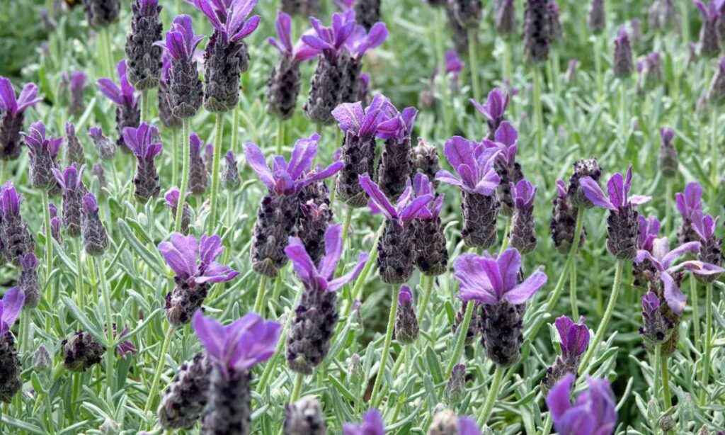 Why It’s Called Spanish Lavender