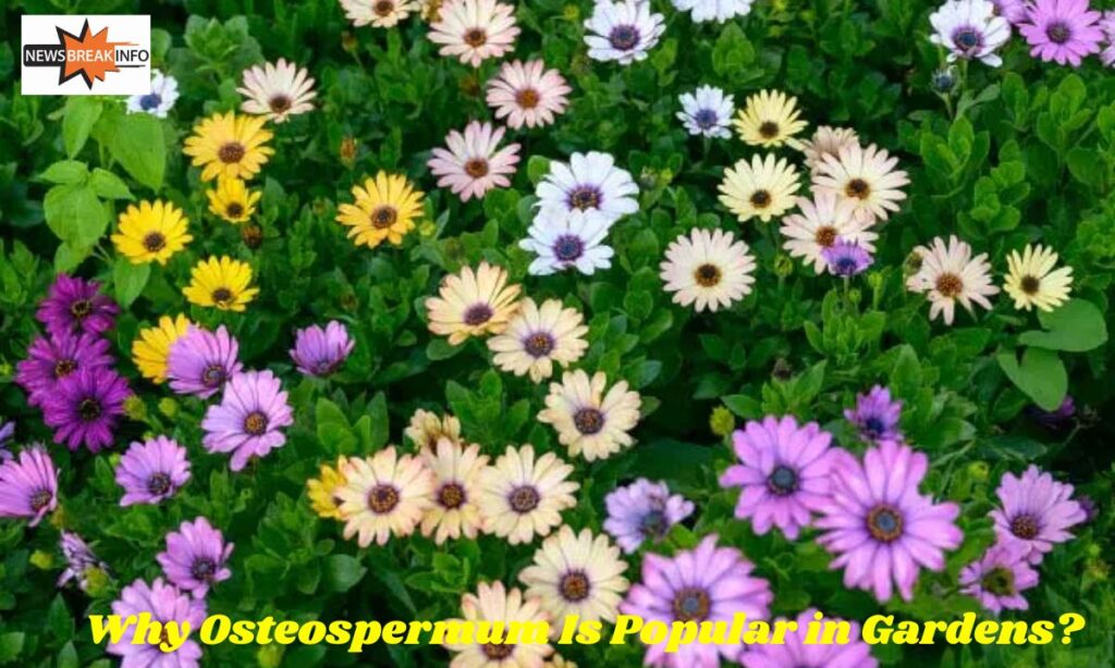 Why Osteospermum Is Popular in Gardens?